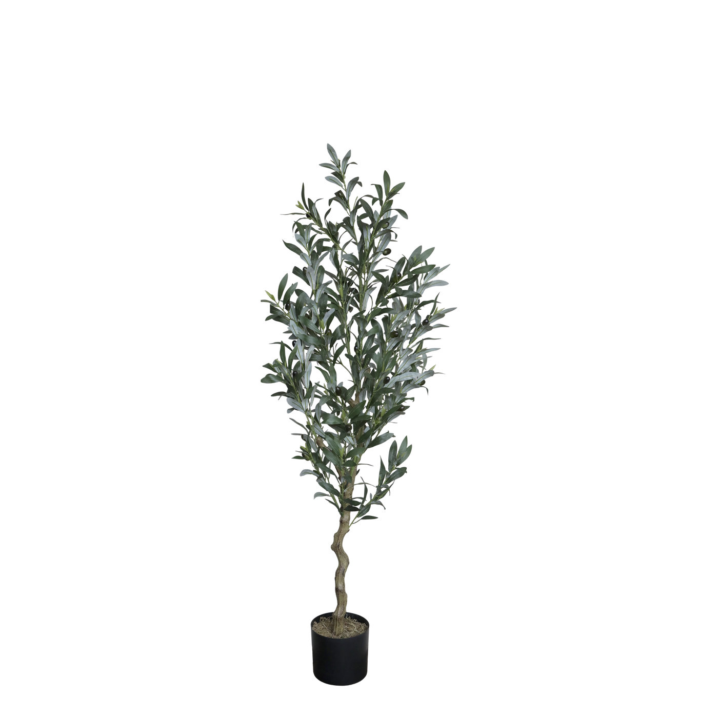 Olivenbaum "Fleur" mittelgross