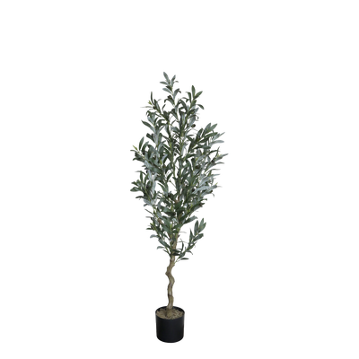 Olivenbaum "Fleur" mittelgross