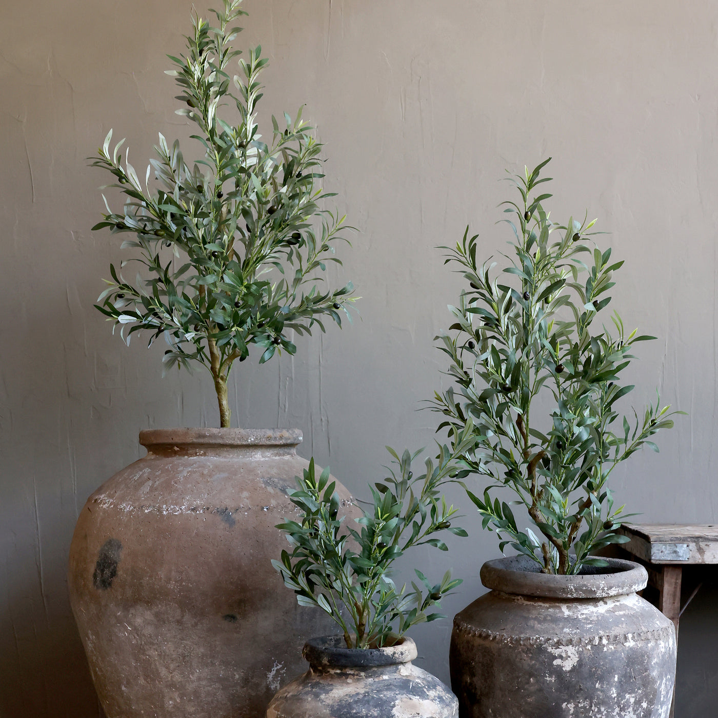 Olivenbaum "Fleur" mittelgross